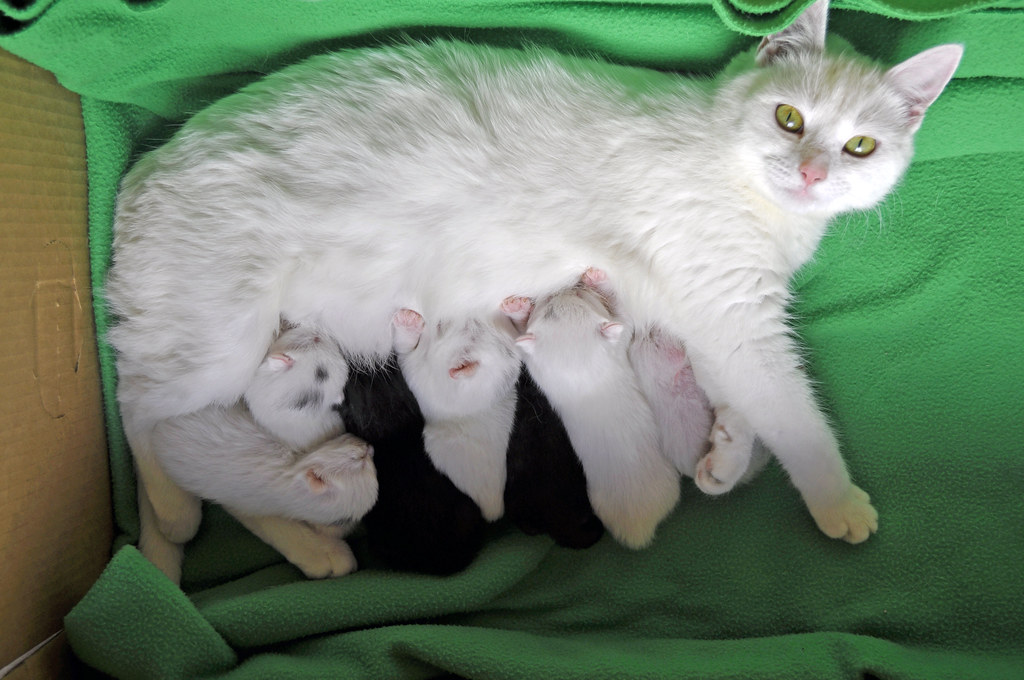 How Many Litters Can A Cat Have
