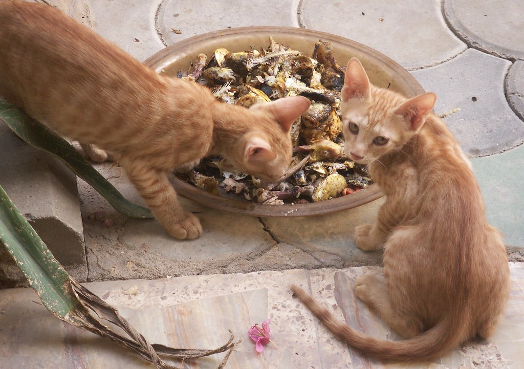 What Can I Feed A Stray Cat :-