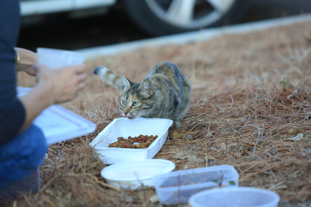 What Can I Feed A Stray Cat 
