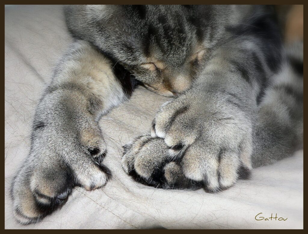 How Many Toes Do Cats Have