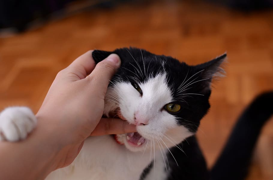 Why Do Cats Bite You