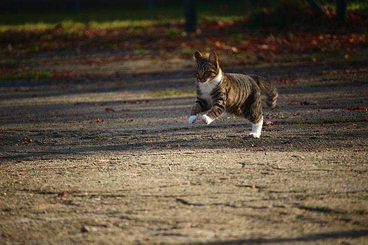 how fast can a cat run