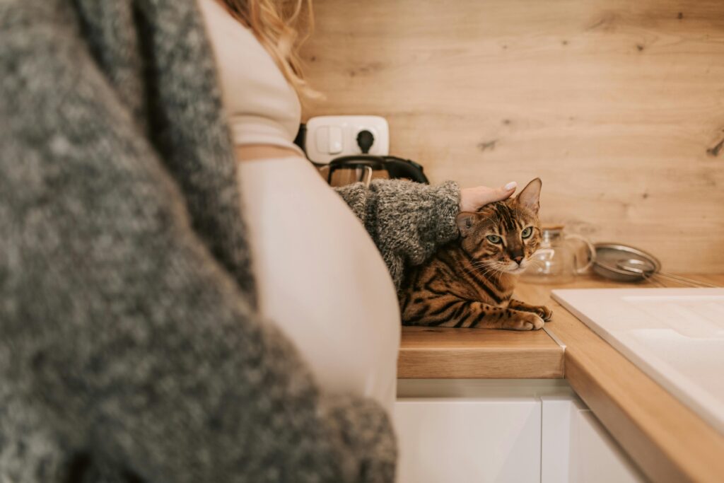 How Can I Tell If My Cat Is Pregnant 