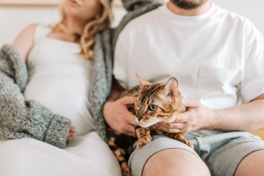 How Can I Tell If My Cat Is Pregnant 