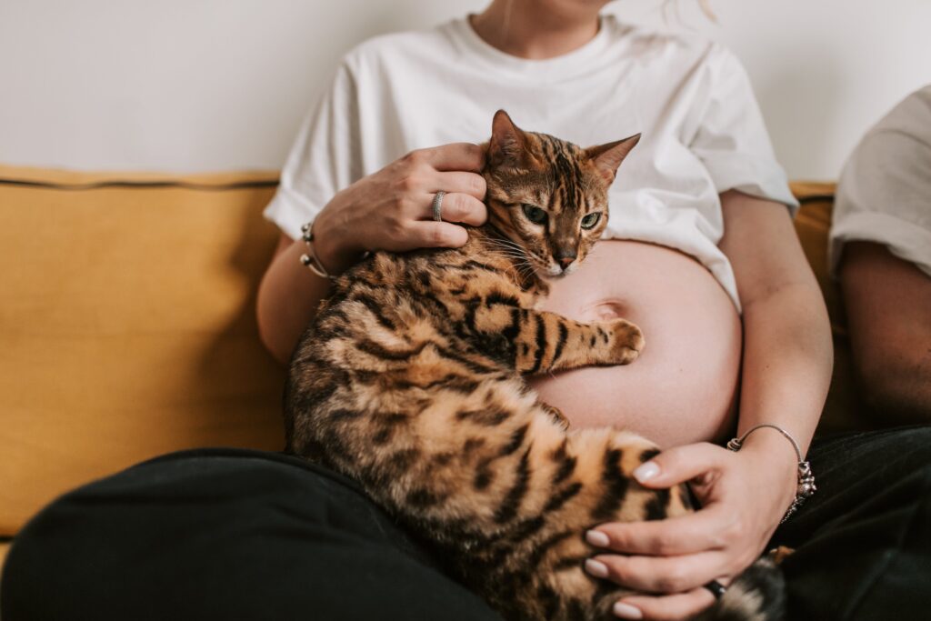 at what age can a cat get pregnant