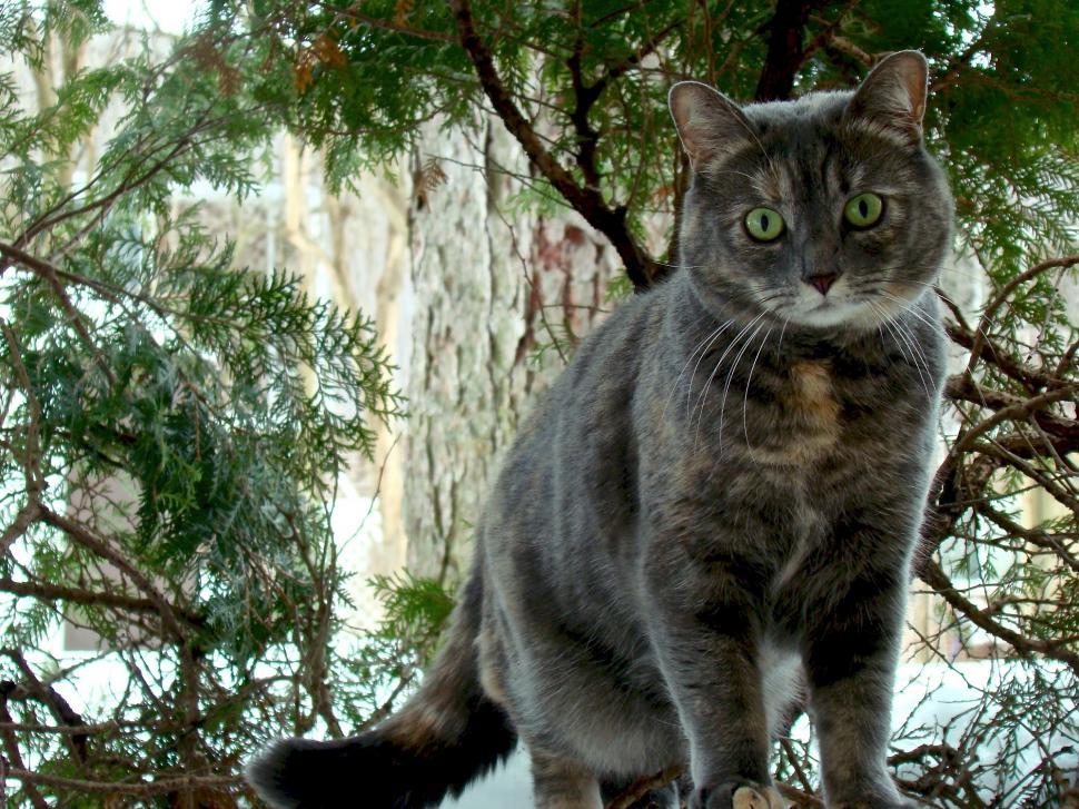 How Long Can A Cat Live On Subcutaneous Fluids 